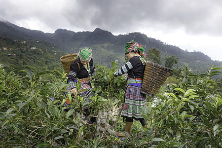 two farmers harvesting crops on green field thumbnail