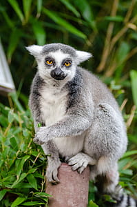 Gray and White Lemur thumbnail
