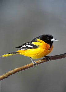 yellow and black bird perched on brown branch thumbnail