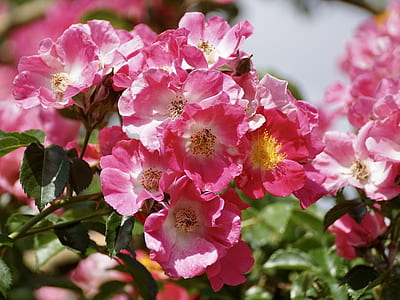 selective focus photography of pink flowers thumbnail