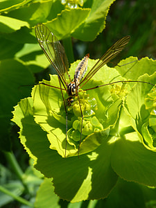 Nephrotoma Quadrifaria, Tipúlido thumbnail