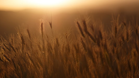 wheat during golden hour thumbnail