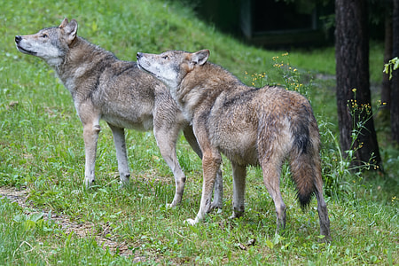 two brown wolves standing on green grass during daytime thumbnail