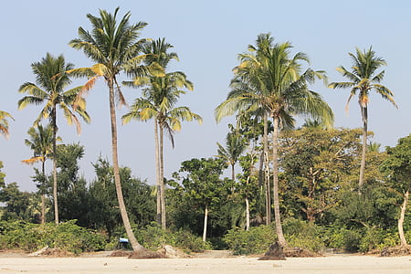coconut trees thumbnail