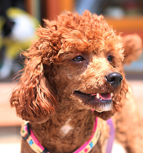 Bonjour Xiufeng - Downtown, Puppy thumbnail