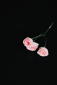 Holding a pink rose thumbnail