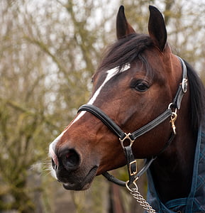 brown horse thumbnail