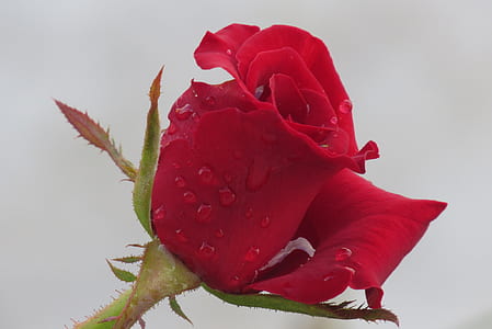 close-up photography of red rose flower at daytime thumbnail