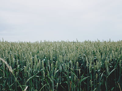 green wheat field thumbnail