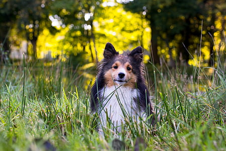 close-up photography of tricolor shetland sheepdog sitting on grass field during daytime thumbnail