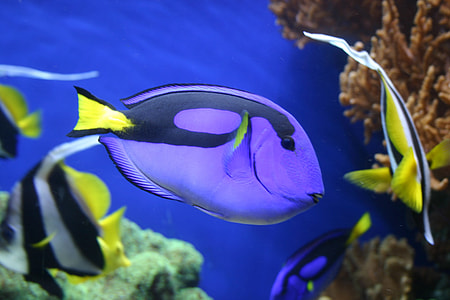 purple and black tang fish swimming underwater near corals thumbnail