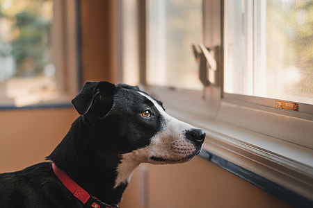 selective focus photography of short-coated black and white dog looking at the window thumbnail
