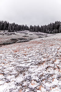 snow-covered forest thumbnail