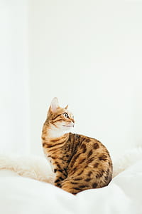 adult bengal cat sitting on white textile thumbnail