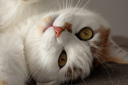 white cat on gray textile thumbnail