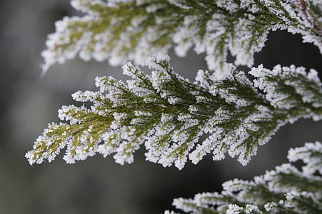 green leafed plant coated with white snow thumbnail
