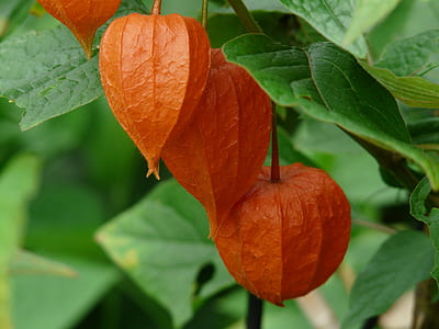 round orange fruits thumbnail