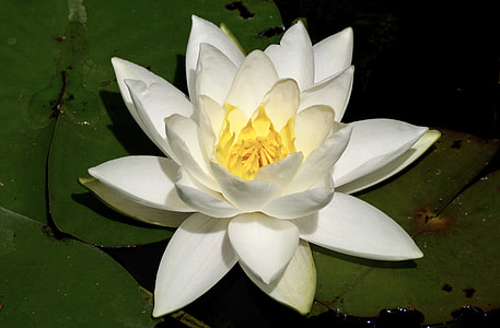 macro photography of white water lily flower thumbnail