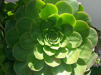 green leaf succulent plant thumbnail