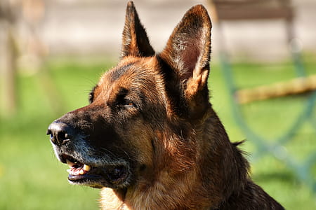 adult tan German Shepherd thumbnail