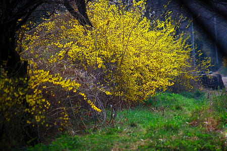 yellow leafed tree on grass thumbnail