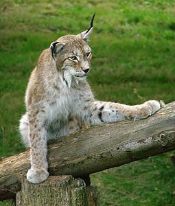 lynx perch on brown log thumbnail
