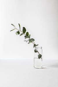 green rubber fig in clear glass vase thumbnail