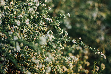 macro photography of white flowers thumbnail