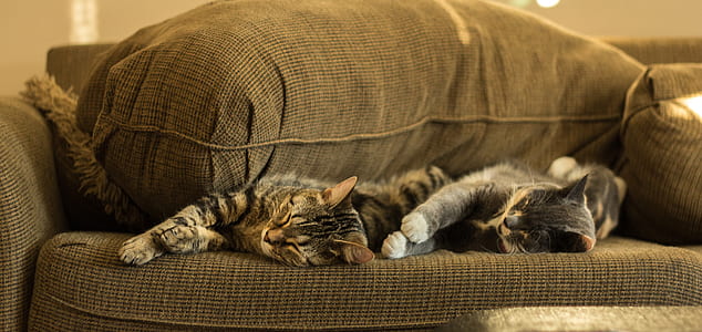 grey tabby cats sleeping on grey cushioned armchair thumbnail