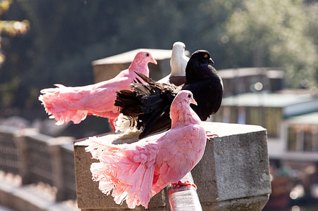 four pigeons standing on wall thumbnail