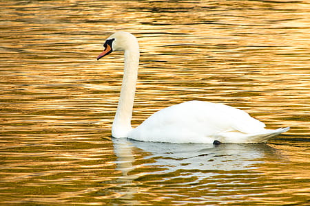 mute swan in body of water thumbnail