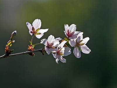 Pink flowers of a crab apple in bloom in spring. thumbnail