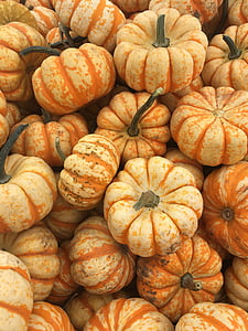 photo of pumpkin lot thumbnail