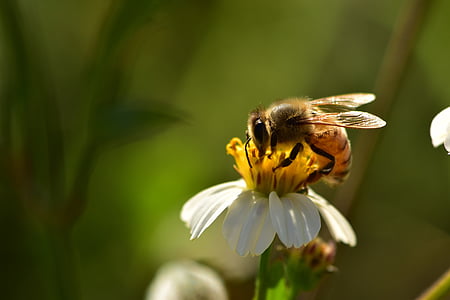 honeybee thumbnail
