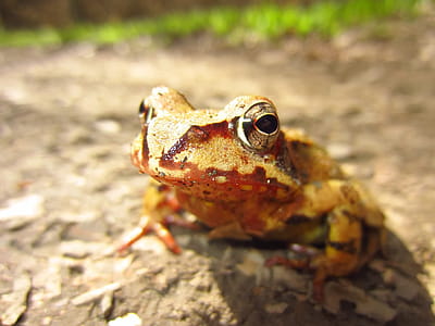 Macro Shot of Yellow and Brown Frog on Gray Asphalt Road during Daytime thumbnail