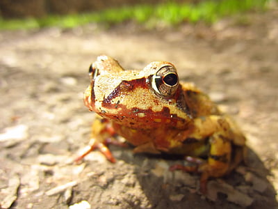 macro photography of brown and beige frog thumbnail
