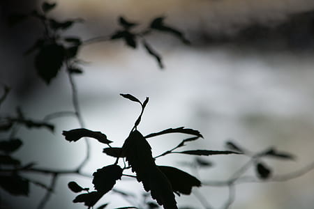 grayscale photo of leaves thumbnail