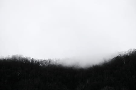 mist, trees, fog, silhouette thumbnail