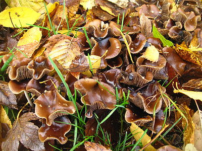 Mushroom Colony, Small Mushrooms thumbnail