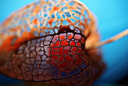 closeup photo of red fruit thumbnail