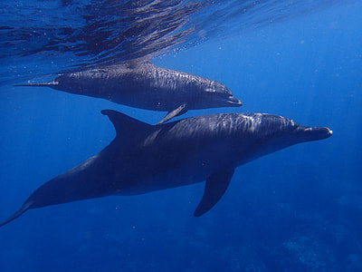 close-up photo of two dolphins swimming in body of water thumbnail