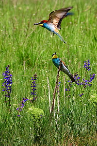 two multicolored birds on grass field thumbnail