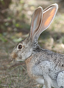 white and black hare thumbnail