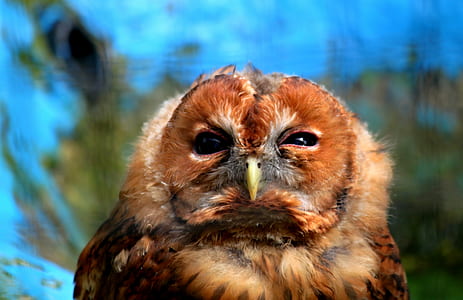 brown and gray owl selective-focus photography thumbnail