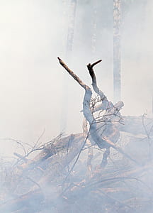 Brown Drift Wood thumbnail