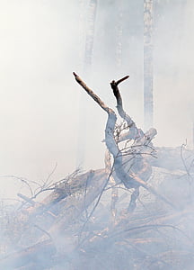 photography of bare tree with smoke thumbnail