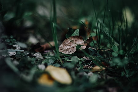 selective focus photography of brown leaf thumbnail