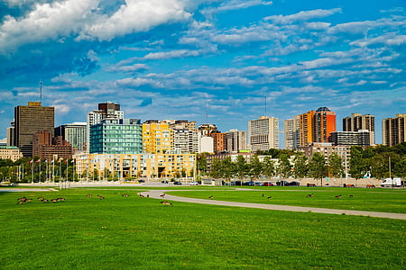 flock of geese on green grass field near buildings thumbnail