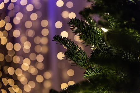 selective focus photography of Christmas tree thumbnail