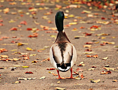 white and green mallard duck on road thumbnail